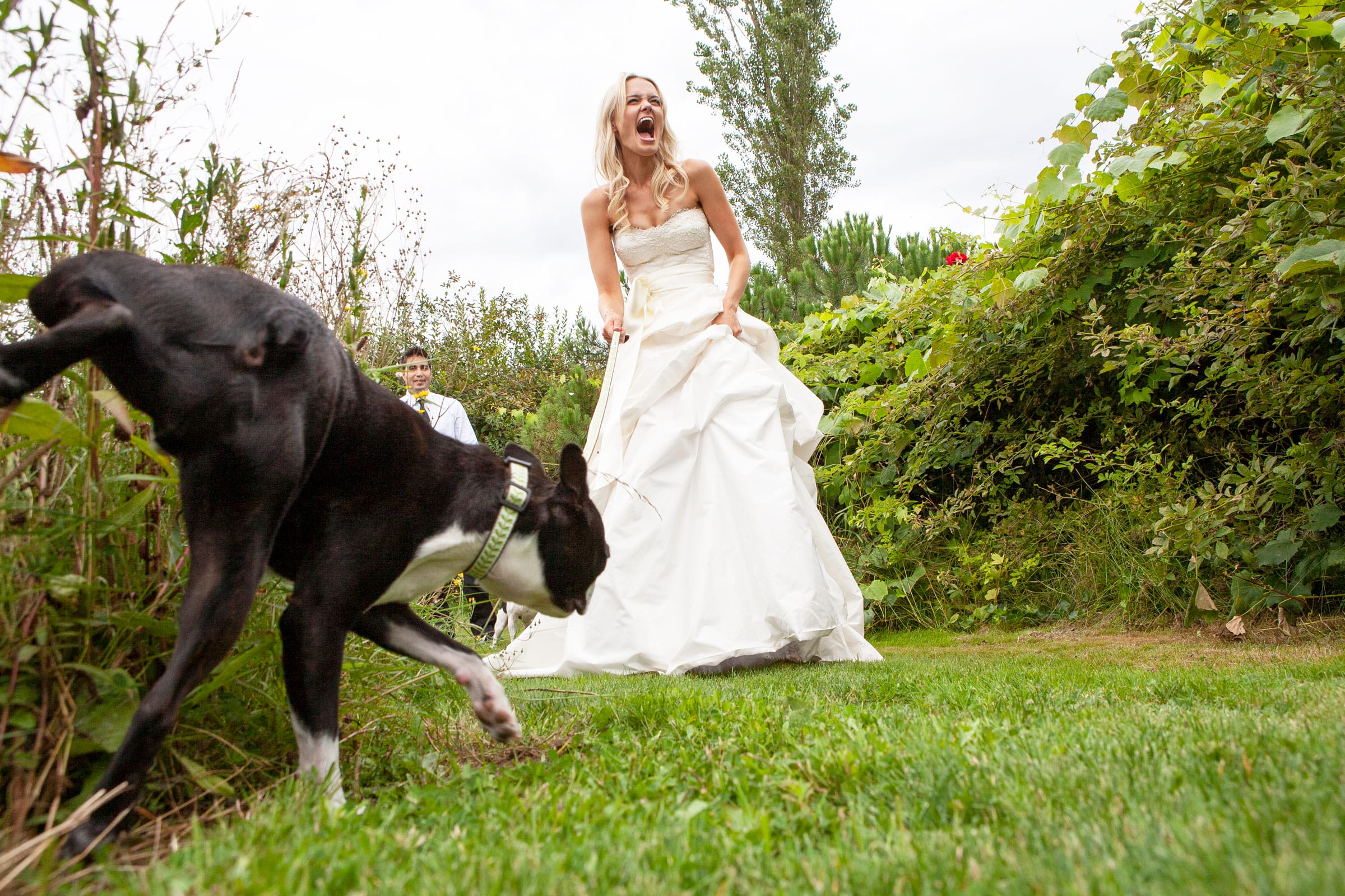 dogs-at-weddings-boxer-funny-moments-jamie1389b.jpg